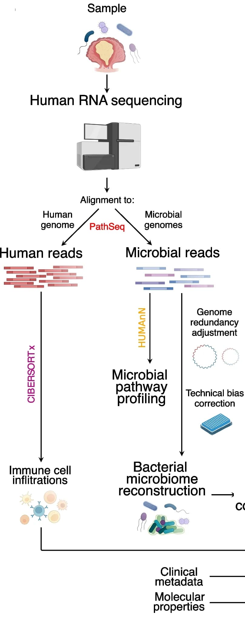 Open access visualization of Workflow, Flowchart, Illustration, Microbial Reconstruction, RNA Sequencing