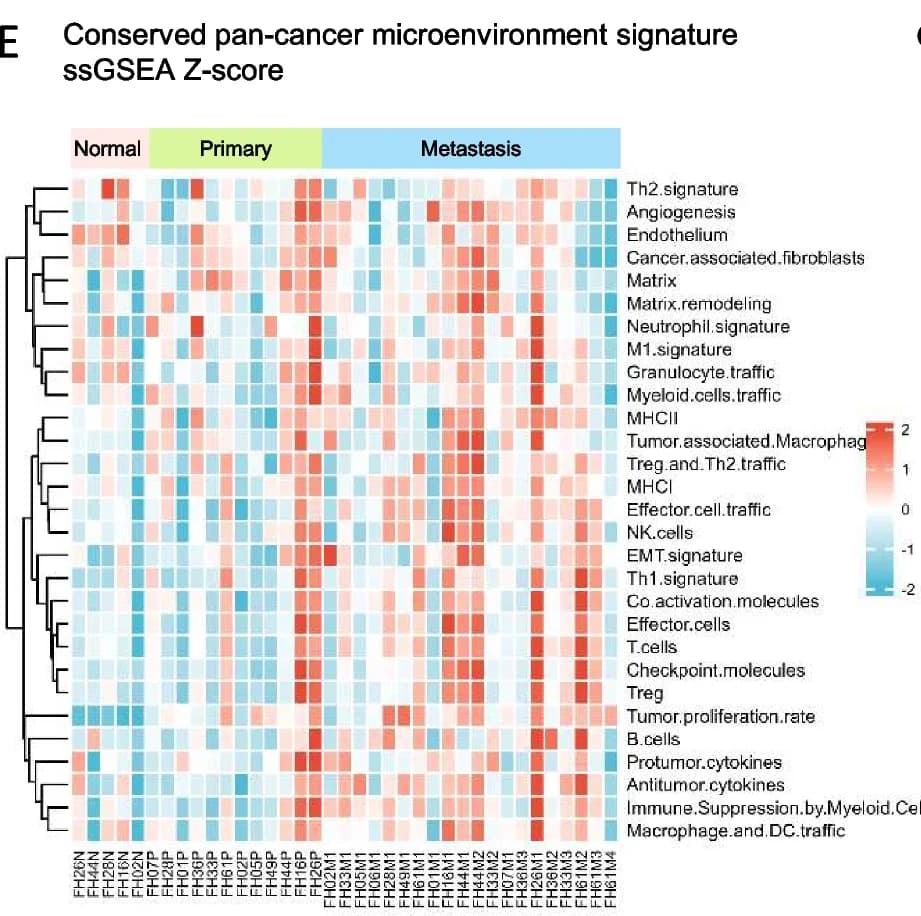 Open access visualization of Heatmap, Clustered, Th1 Cells, T Cells, Effector Cells