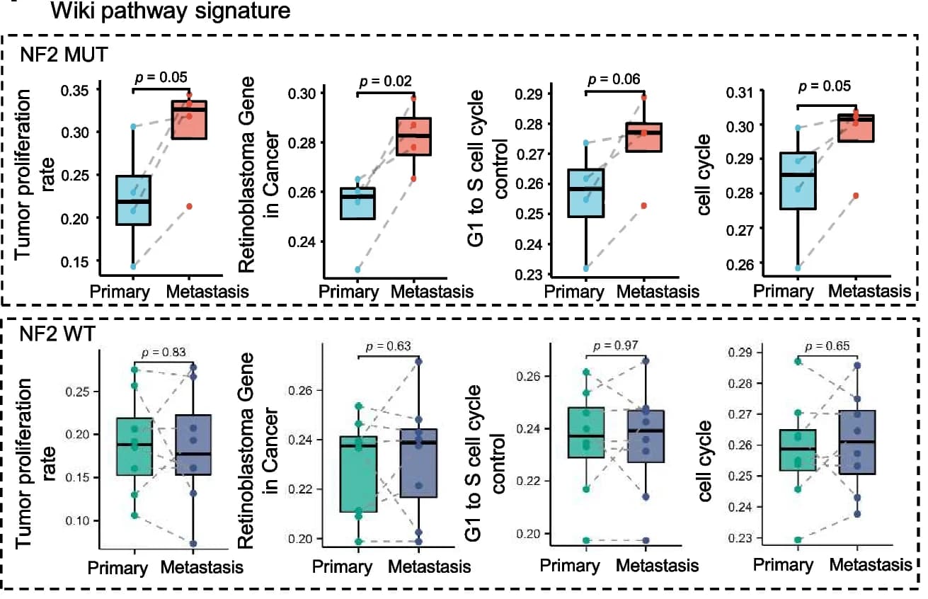 Open access visualization of Box Plot, Scatter Plot, Line Plot, Tumor Proliferation Rate, Retinoblastoma Gene