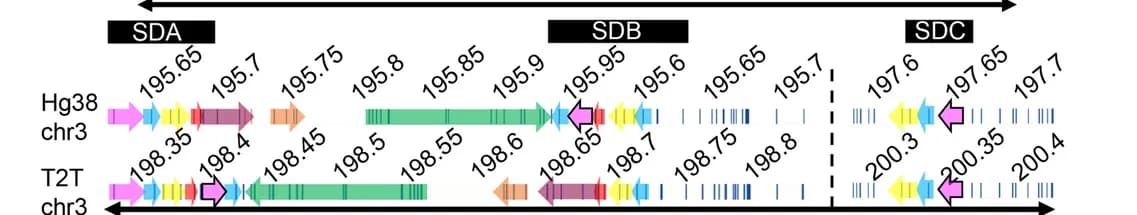 Open access visualization of Illustration, 3q29 Segments, GRCh38, T2T, SDA