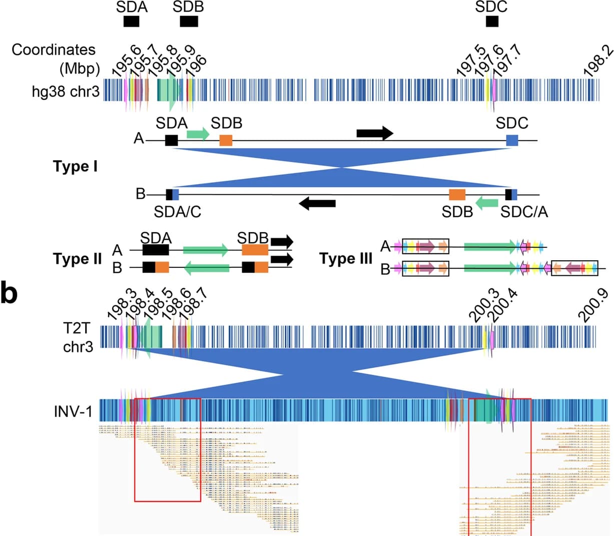 Open access visualization of Workflow, Illustration, Inversions, 3q29 locus, SD blocks