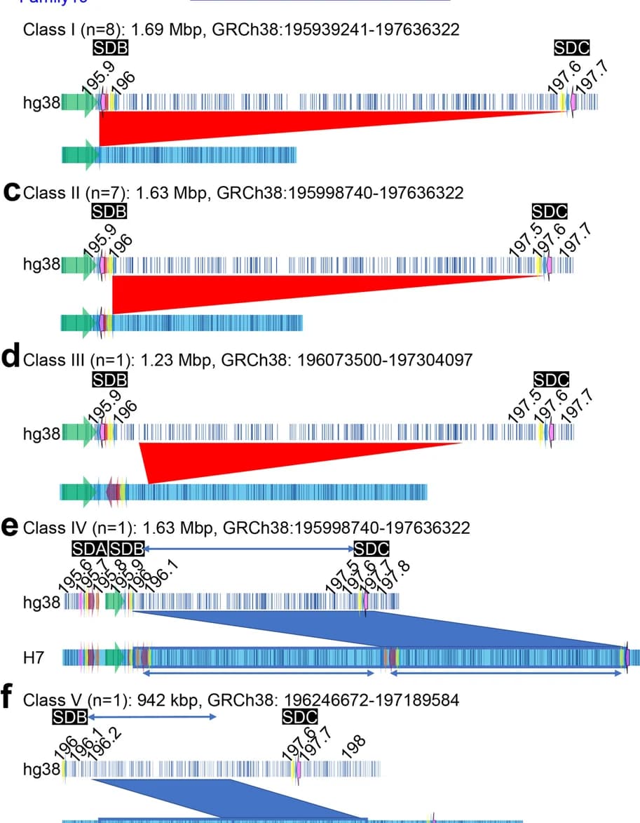 Open access visualization of Illustration, Deletion, Breakpoint Structure, Class I, 3q29 Segment
