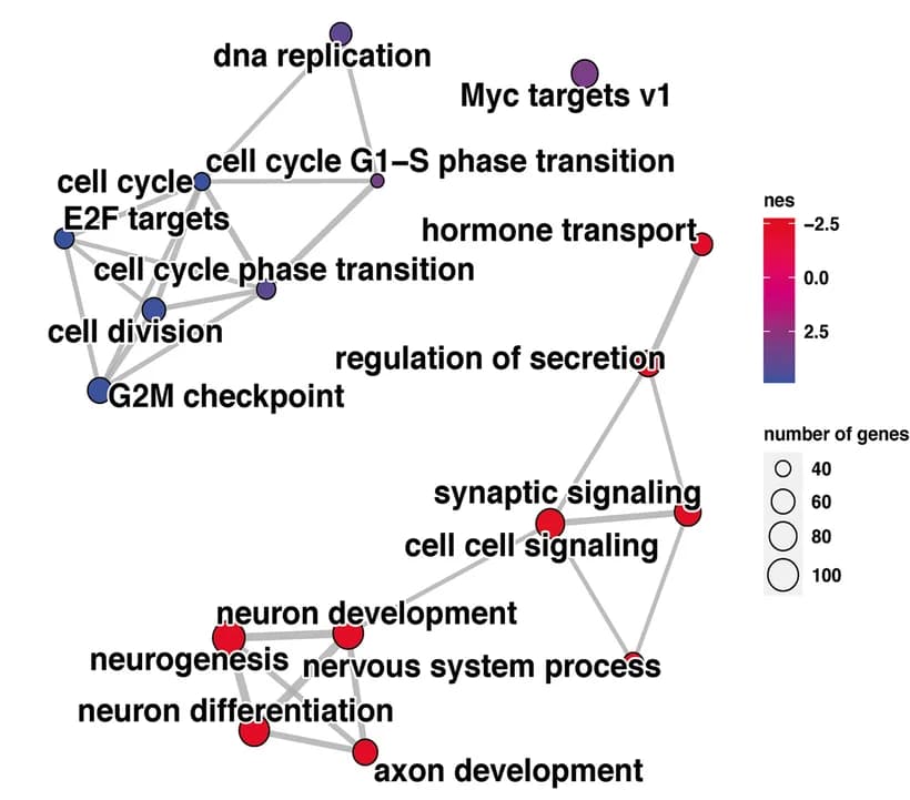 Open access visualization of Network, Pathway, Network Visualisation, Gene Set Enrichment Analysis, Neuronal Differentiation