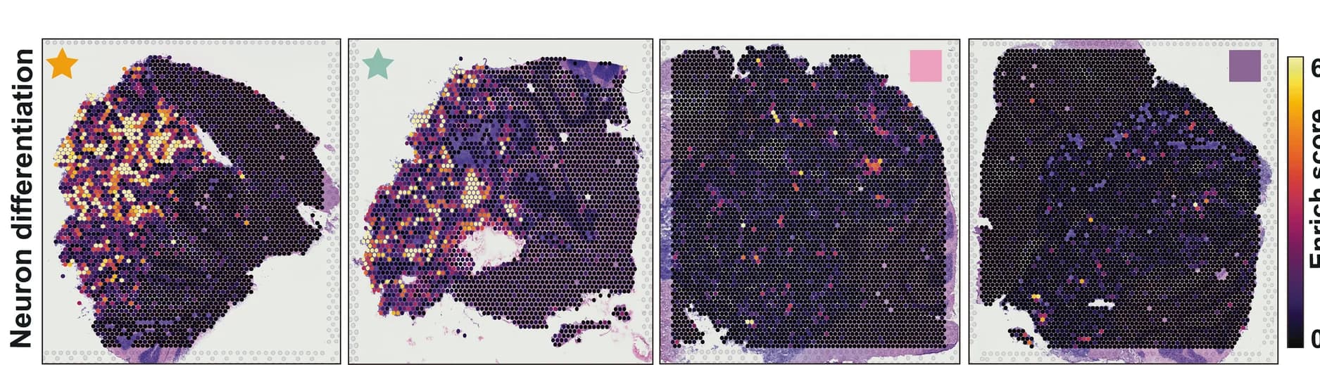 Open access visualization of Heatmap, Spot-Specific Gene Enrichment Scores, E2F Target Genes, Neuron Differentiation Genes, Spatial Context