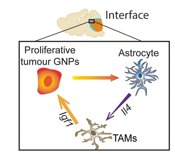Open access visualization of Workflow, Flowchart, Illustration, Proliferation, Tumor Cells