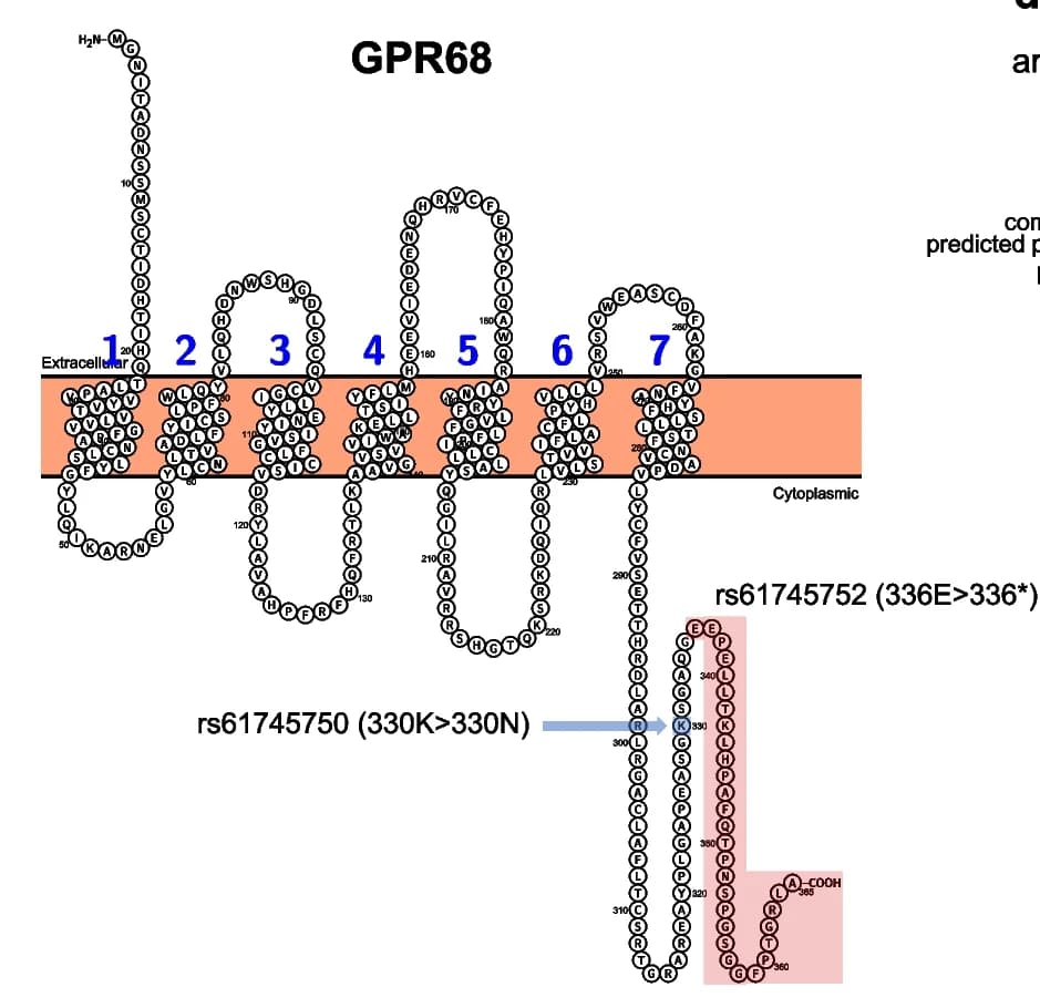Open access visualization of Illustration, Protein Plot, Trans-membrane Domains, C-terminus