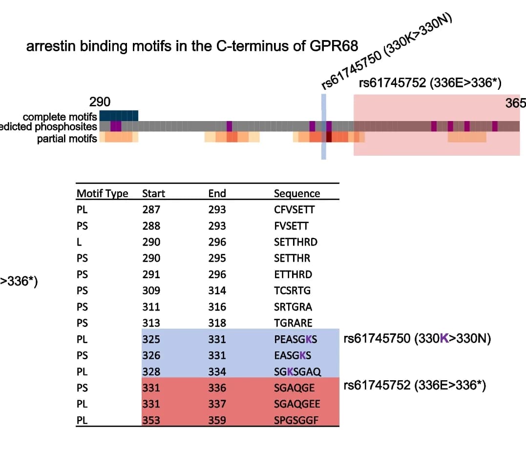 Open access visualization of Illustration, Table Image, Amino Acids, Phosphorylation Sites, Arrestin Binding Motif