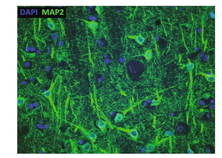 Open access visualization of Microscopy, IHC, PFC, DAPI, Cell Nuclei