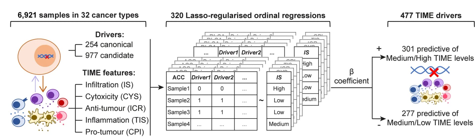 Open access visualization of Workflow, Illustration, Table Image, TIME Drivers, TCGA Cancer Types