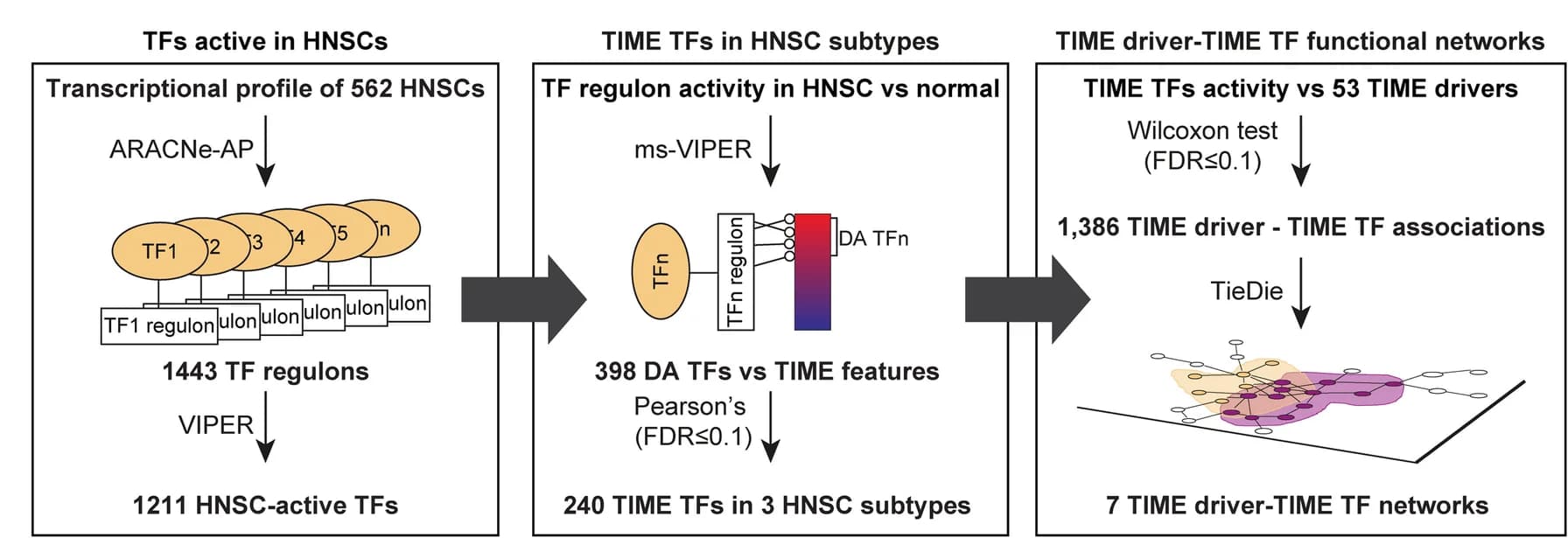 Open access visualization of Workflow, Flowchart, HNSC, Driver-TIME functional networks, Transcriptional regulatory network