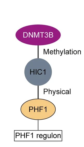 Open access visualization of Pathway, DNMT3B, Functional subnetwork, HPV+ HNSCs