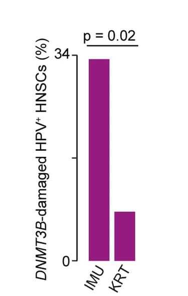 Open access visualization of Bar Plot, DNMT3B-damaged, Immune, Keratinization, HPV+ HNSCs