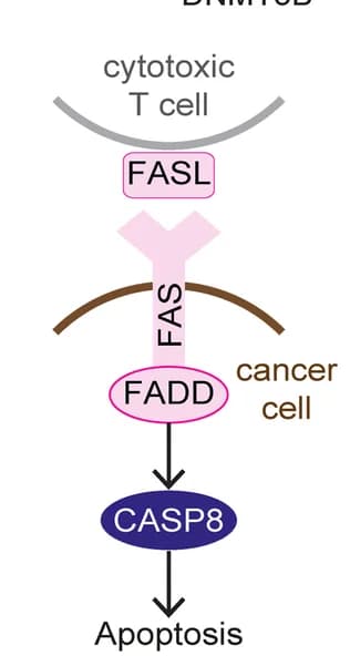 Open access visualization of Workflow, Flowchart, Illustration, Cytotoxic T-cell, Apoptosis