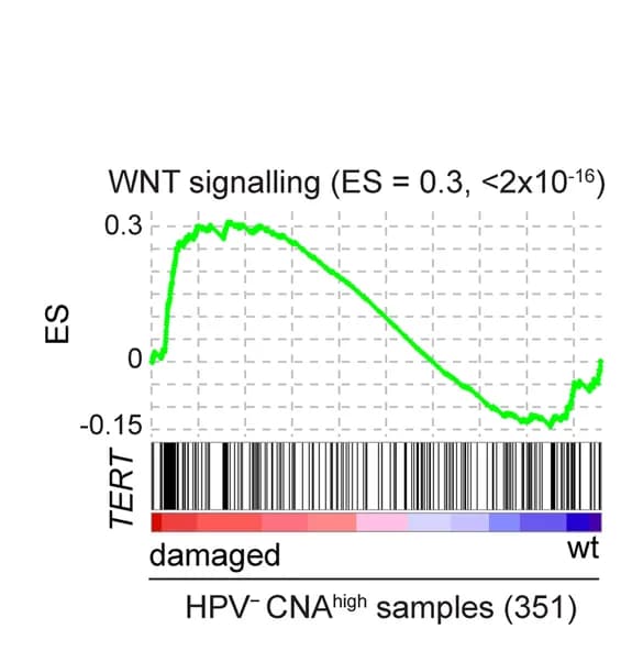 Open access visualization of Line Plot, Gene Set Enrichment Analysis, WNT Signalling Pathway, TERT-damaged, HPV- CNA high HNSCs