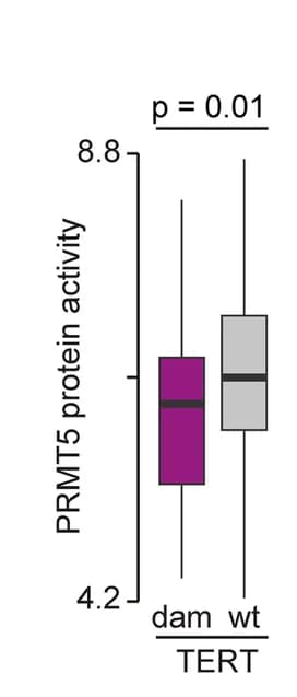 Open access visualization of Box Plot, PRMT5, Protein Activity, TERT-damaged, HPV- CNA high HNSCs