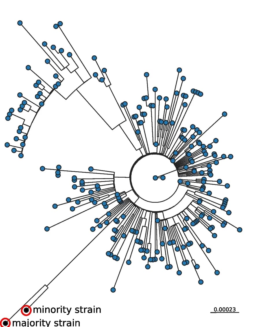 Open access visualization of Network, Pathway, Phylogenetic Tree, SARS-CoV-2, Co-infection