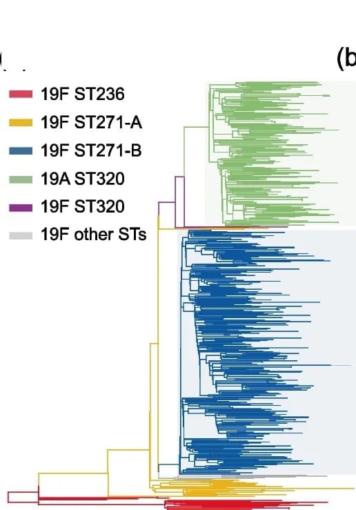 Open access visualization of Line Plot, Line Step, WGS phylogeny, Isolates, Serotype