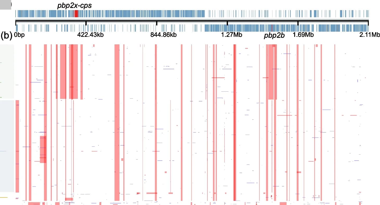 Open access visualization of Bar Plot, Reference Genome, Coding Sequence, pbp2x, cps locus