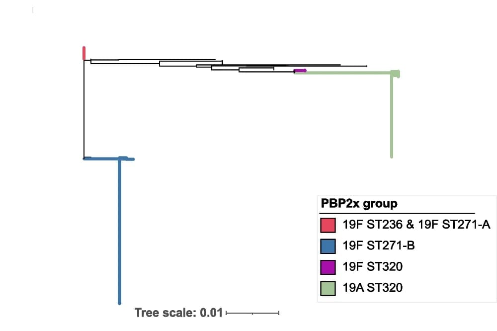 Open access visualization of Network, Pathway, Phylogenetic Tree, PBP2x, Amino Acid Sequences