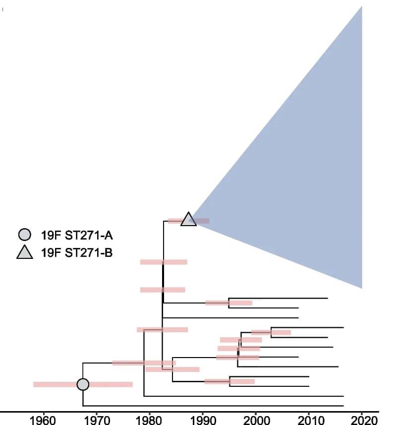 Open access visualization of Network, Pathway, Time-scaled Phylogeny, 19F ST271 Genomes, tMRCA
