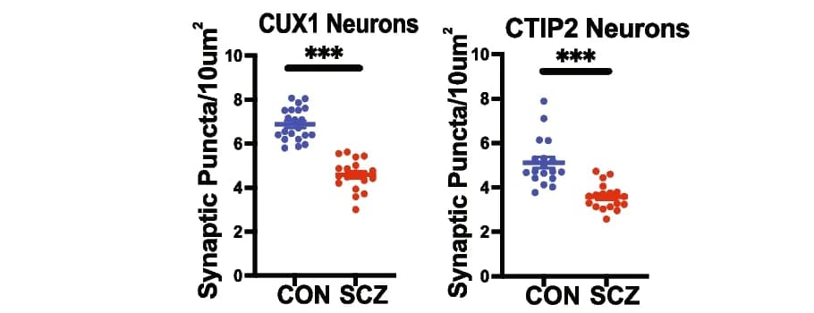 Open access visualization of Scatter Plot, Synaptic Puncta, CON Lines, SCZ Lines, CUX1 Neurons
