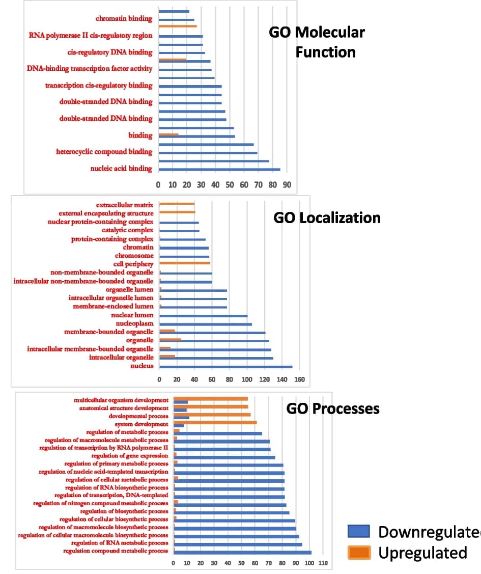Open access visualization of Bar Plot, Gene Ontology Analysis, Molecular Function, Localization, Biological Processes