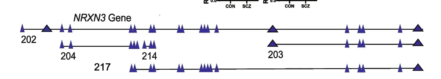 Open access visualization of Illustration, NRXN3 Isoforms, Annotation