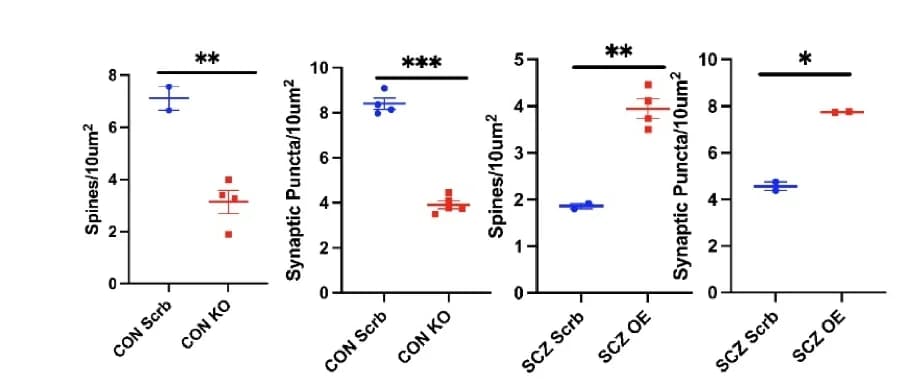 Open access visualization of Scatter Plot, Error Bars, CUX1 Neurons, SCZ Lines, Clozapine