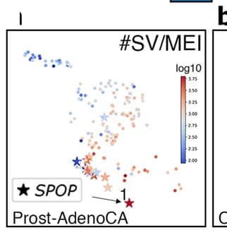 Open access visualization of Scatter Plot, UMAP, PCAWG data, Tumor Subtypes, Prostate Cancer