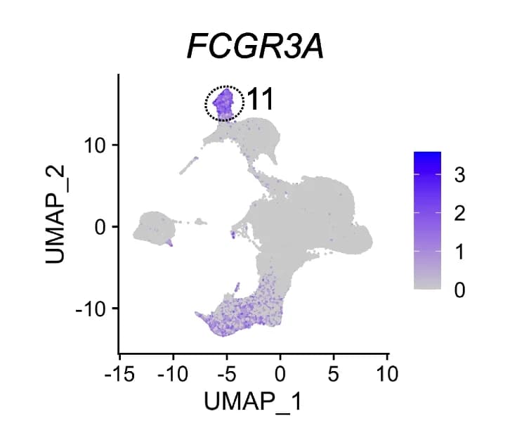 Open access visualization of UMAP, NC Monocytes, FCGR3A Expression, MAPT Carriers, PBMCs