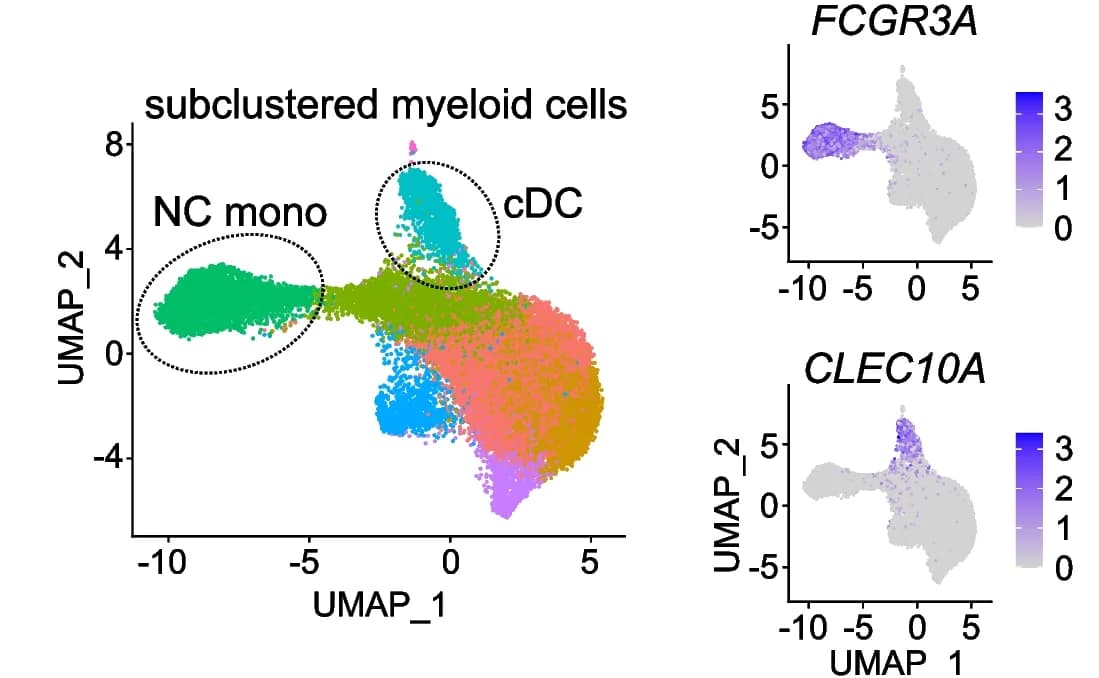 Open access visualization of UMAP, Scatter Plot, Myeloid Cells, NC Monocytes, cDC2