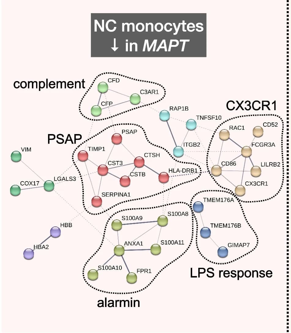 Open access visualization of Network, Pathway, Downregulated DEGs, NC Monocytes, CX3CR1