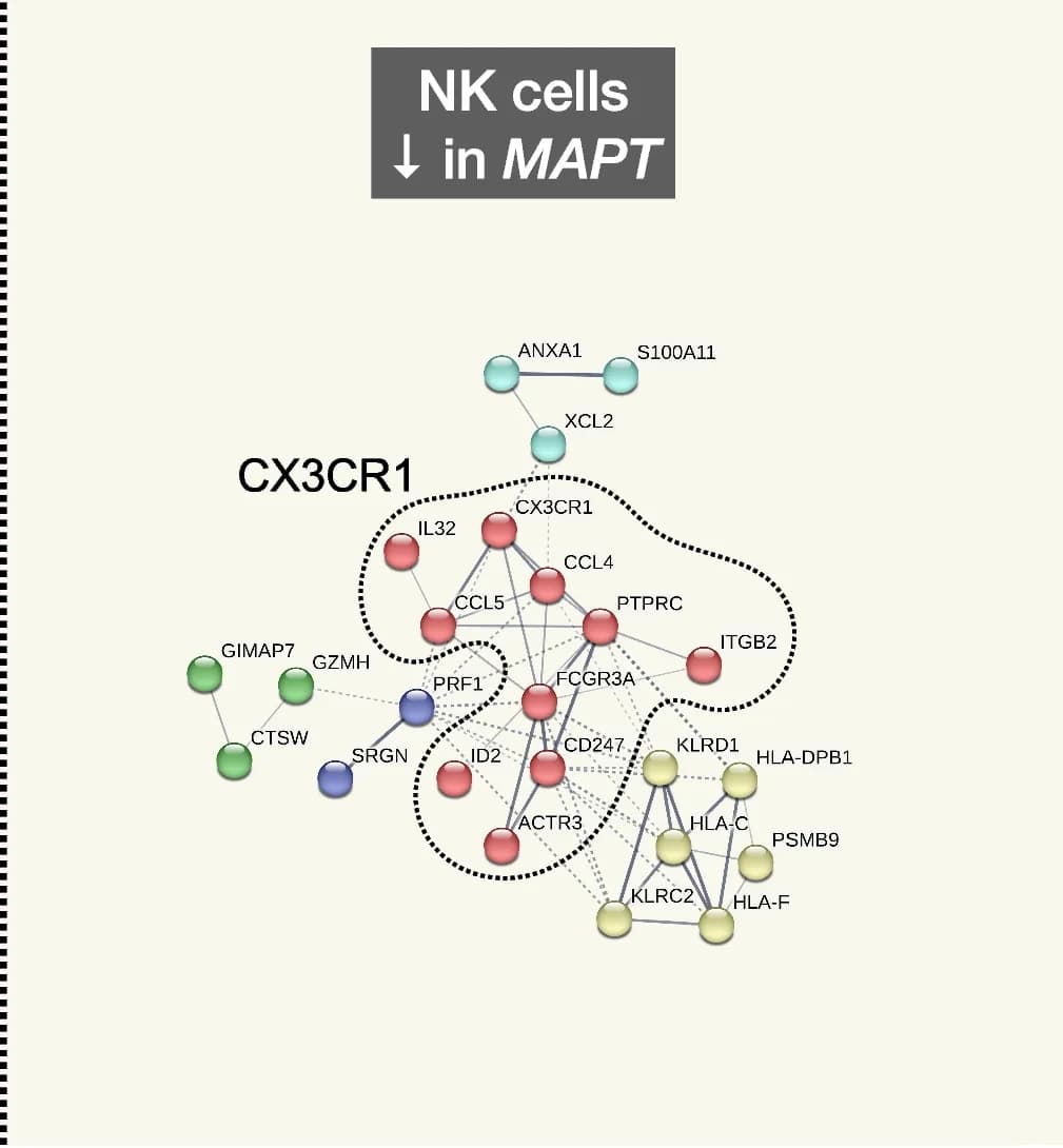 Open access visualization of Network, Pathway, Downregulated DEGs, NK Cells, CX3CR1