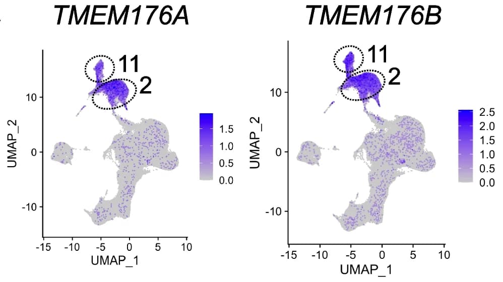 Open access visualization of UMAP, TMEM176A, TMEM176B, Monocytes