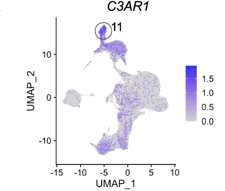 Open access visualization of UMAP, C3AR1 expression, NC Monocyte Cluster