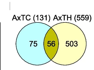 Open access visualization of Venn Diagram, Venn Diagrams, Total Proteins, Cortex, Hippocampus