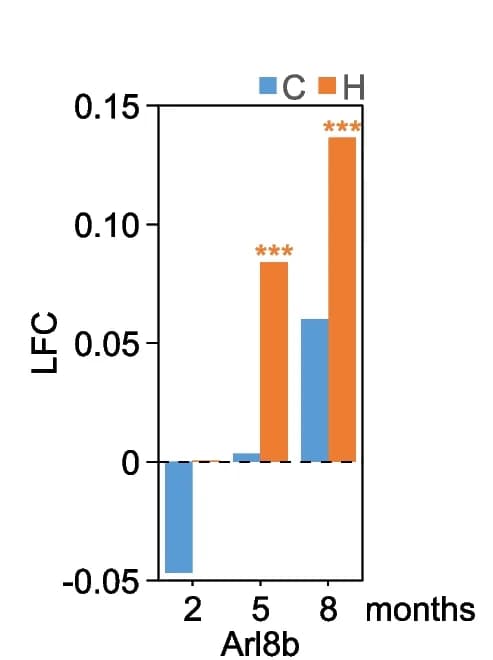 Open access visualization of Bar Plot, Clustered, Arl8b protein, Hippocampal tissues, Cortical tissues