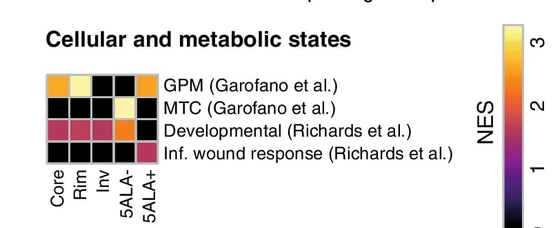 Open access visualization of Heatmap, NES Values, Cellular States, Metabolic States, GBM Intratumor Regions