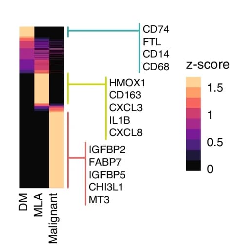 Open access visualization of Heatmap, Clustered, CIBERSORTx, Signature Matrix, Diploid Myeloid Cells