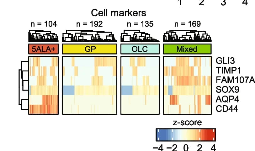 Open access visualization of Heatmap, Clustered, z-scored log2 TPM expression, Marker genes, scRNA-seq dataset