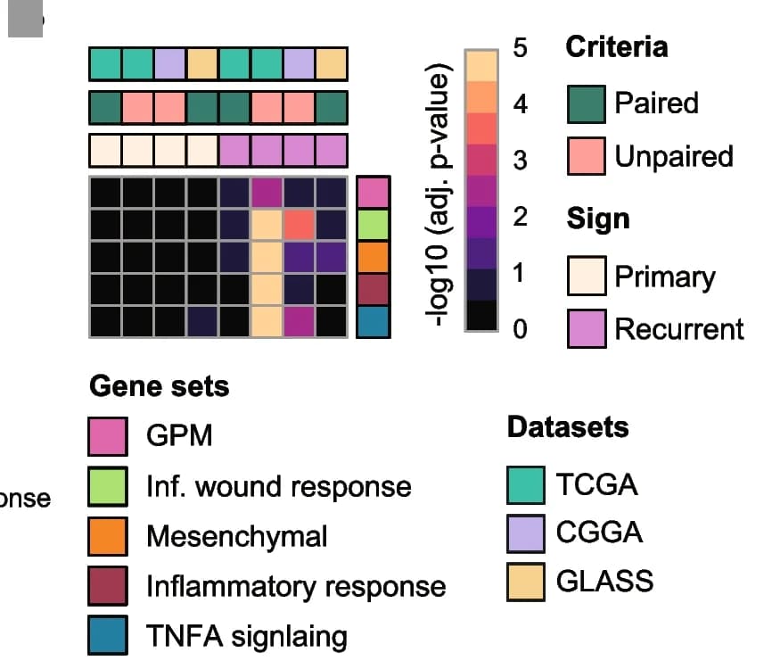 Open access visualization of Heatmap, Gene Signatures, GBM Tumors, TCGA, CCGA