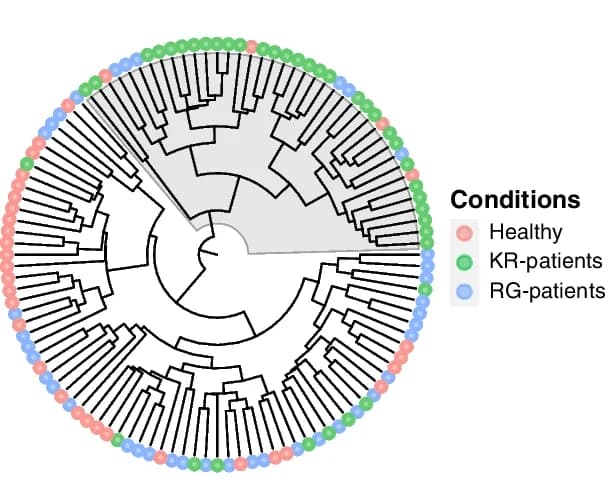 Open access visualization of Network, Hierarchical Clustering, Healthy Control, KR-Patients, RG-Patients