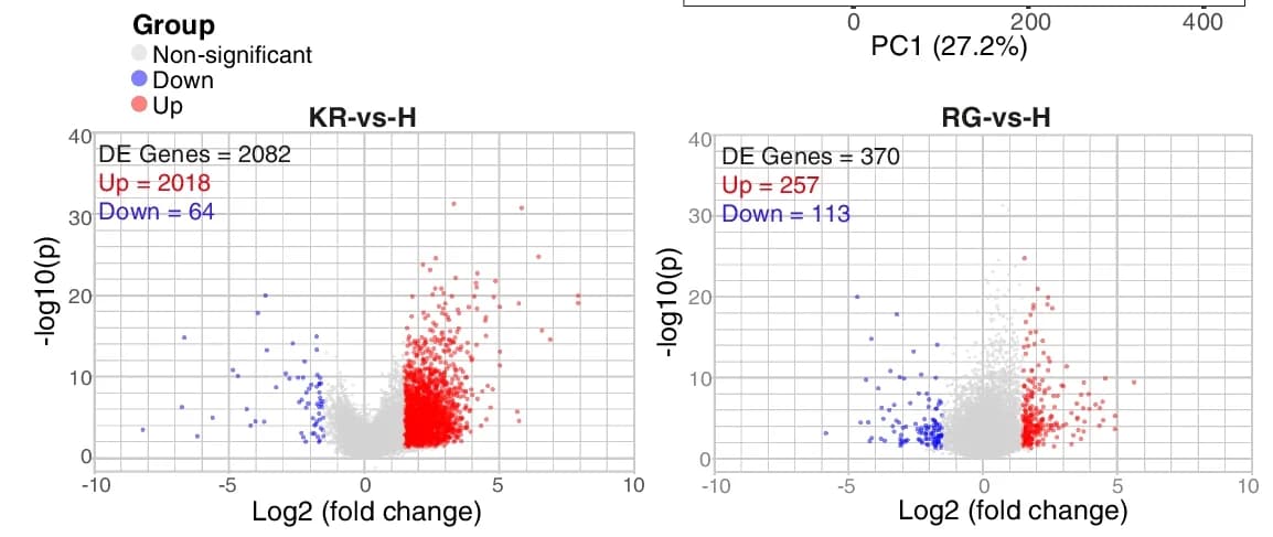 Open access visualization of Volcano Plot, Scatter Plot, Differentially Expressed Genes, KR-Patients, Healthy Controls