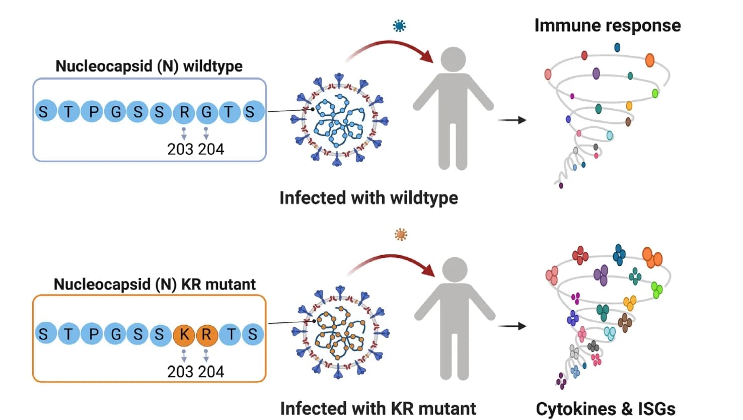 Open access visualization of Workflow, Illustration, Schematic representation, SARS-CoV-2, Immune response