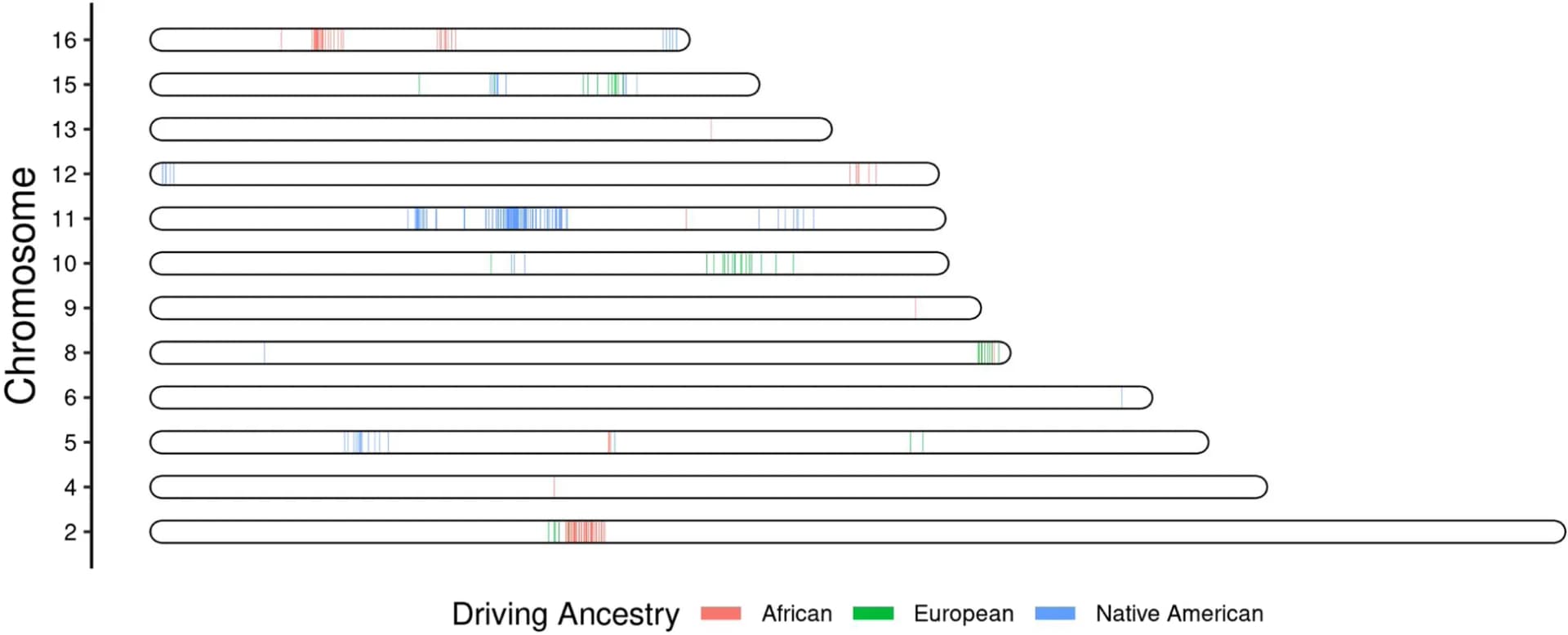 Open access visualization of Manhattan Plot, Local Ancestry Regions, Driving Ancestry, Association Mapping