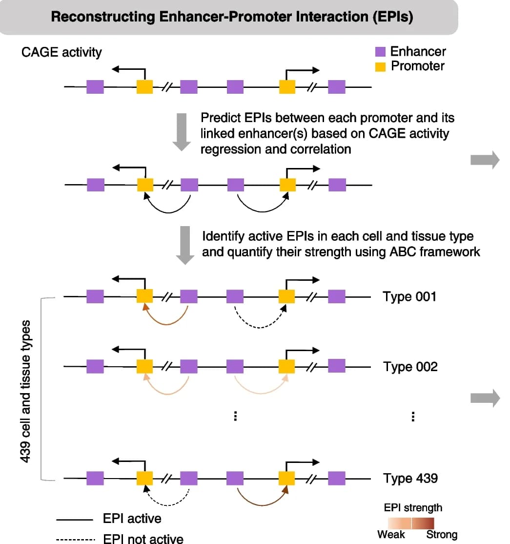 Open access visualization of Workflow, Illustration, EPI, Cell Types, Tissue Types