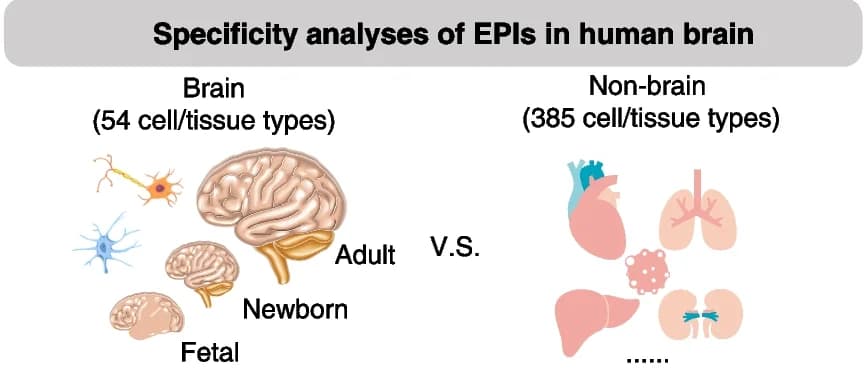 Open access visualization of Illustration, EPI, Tissue Specificity, Brain Samples, Developmental Stage