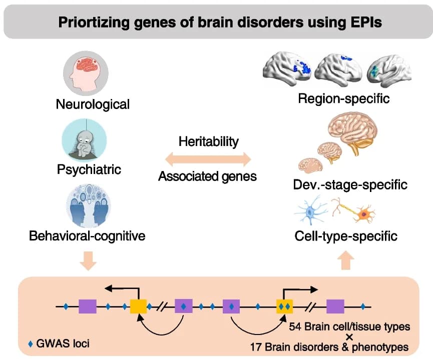 Open access visualization of Workflow, Illustration, EPI, Neural Cell Types, Neural Tissue Types