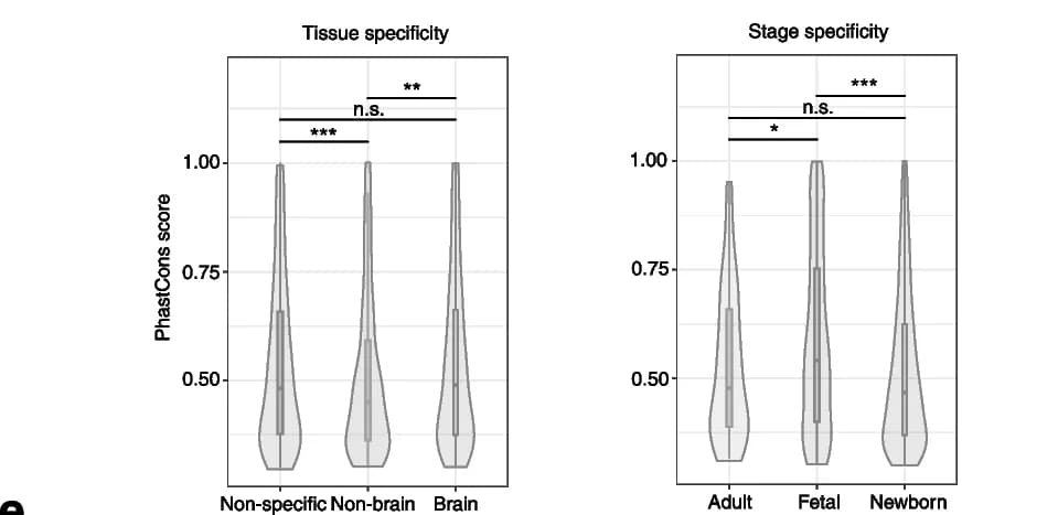 Open access visualization of Violin Plot, Box Plot, Evolutionary Conservation, Enhancers, Tissue-Specific Activity