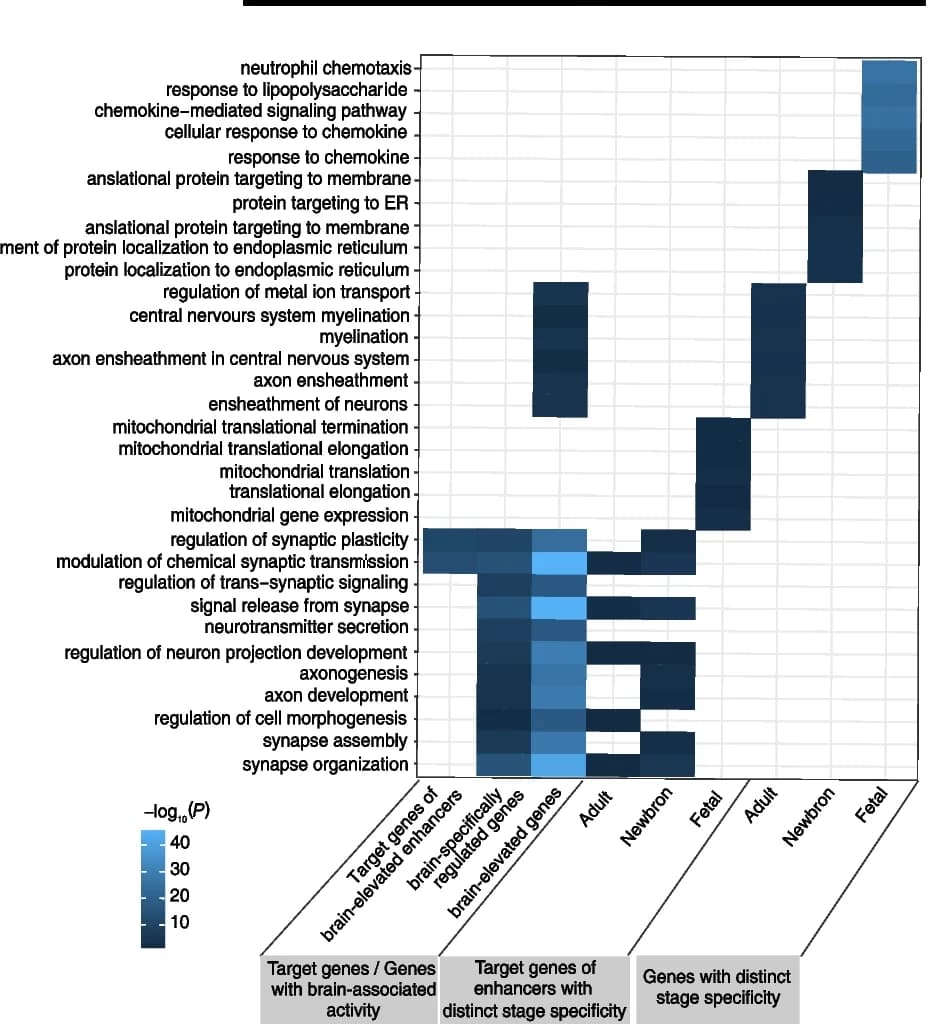 Open access visualization of Heatmap, Biological Processes, Genes, Tissue-Specific Activity, Stage-Specific Activity